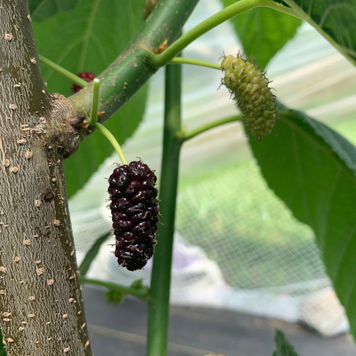 Tice Mulberry Cutting