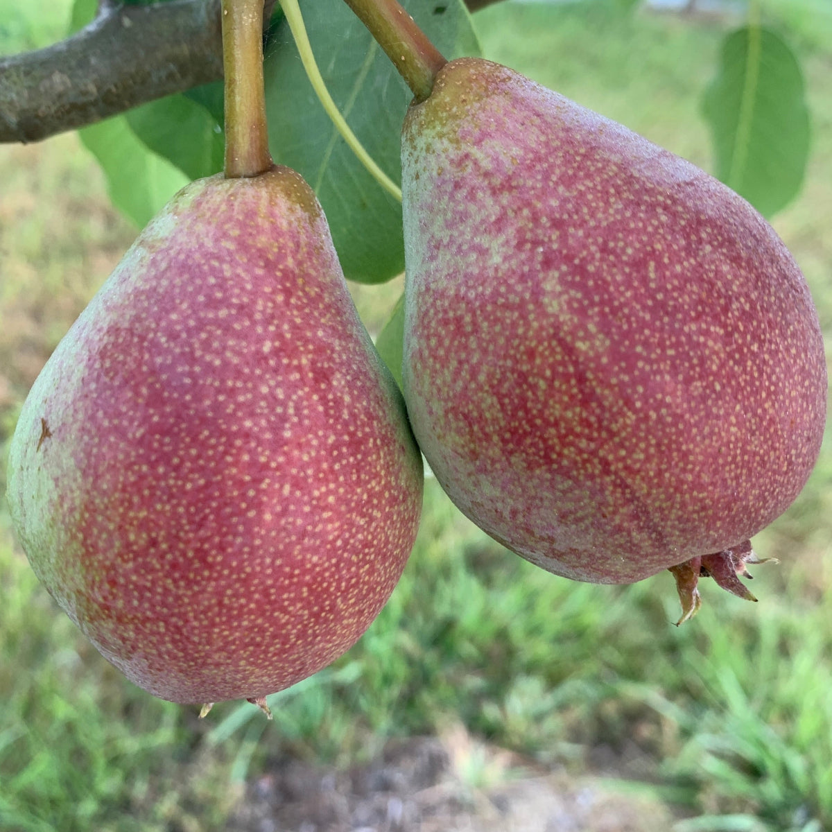 Ubileen Pear Scionwood