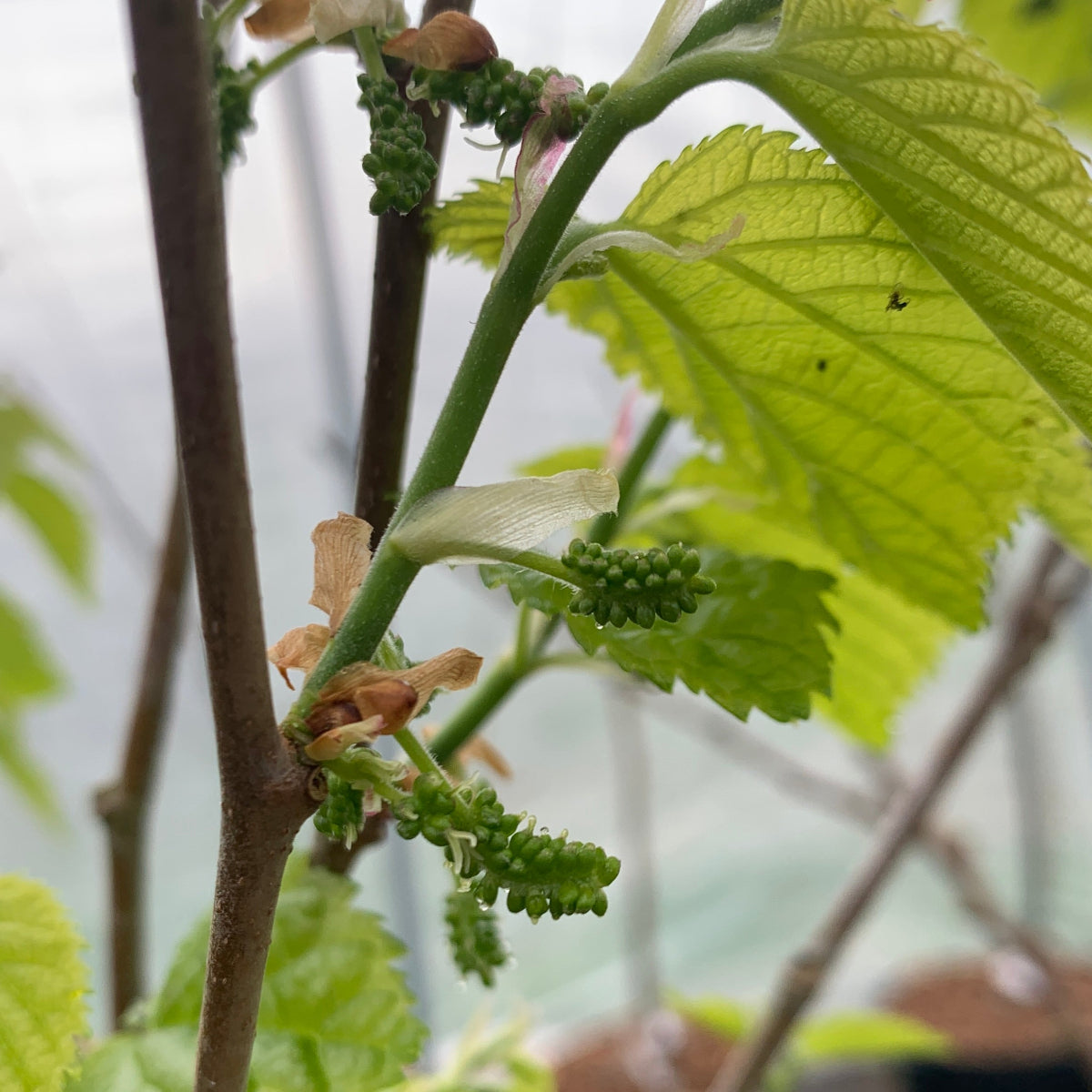 Wacissa Mulberry Cutting