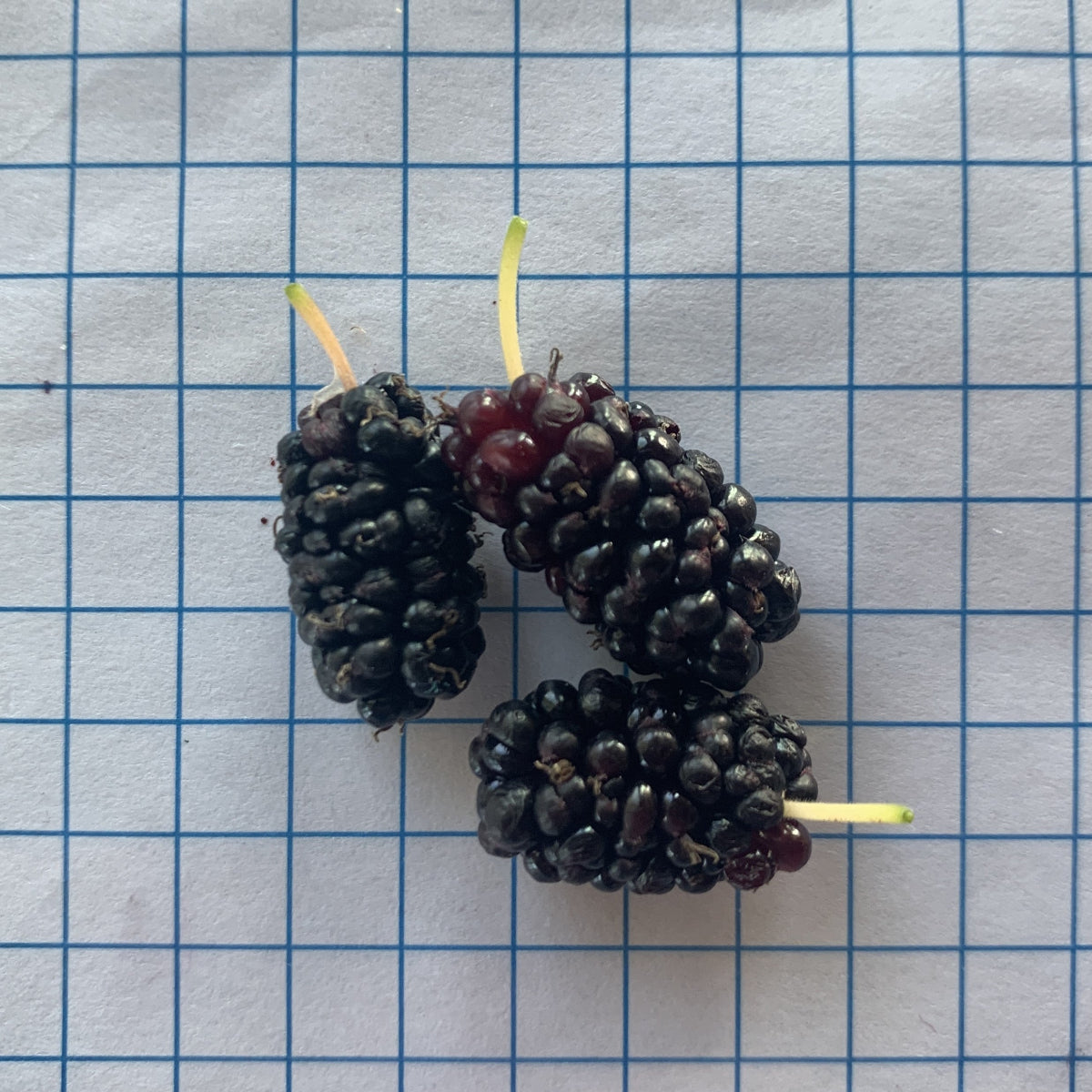 Wacissa Mulberry Cutting