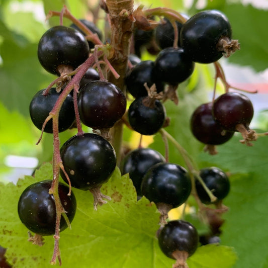 Willoughby Black Currant Cutting