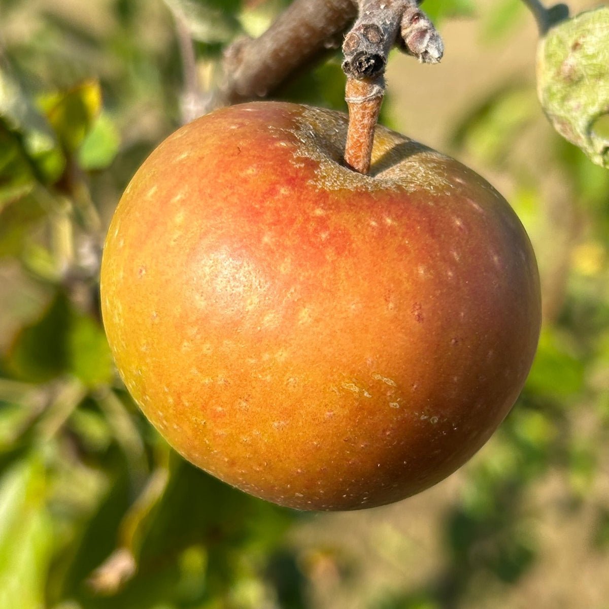 Ashmeads Kernal Apple Scionwood - Dingdong's Garden