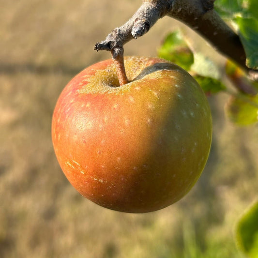 Ashmeads Kernal Apple Scionwood - Dingdong's Garden