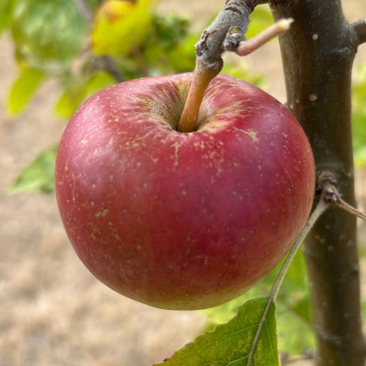 Baldwin Apple Scionwood - Dingdong's Garden