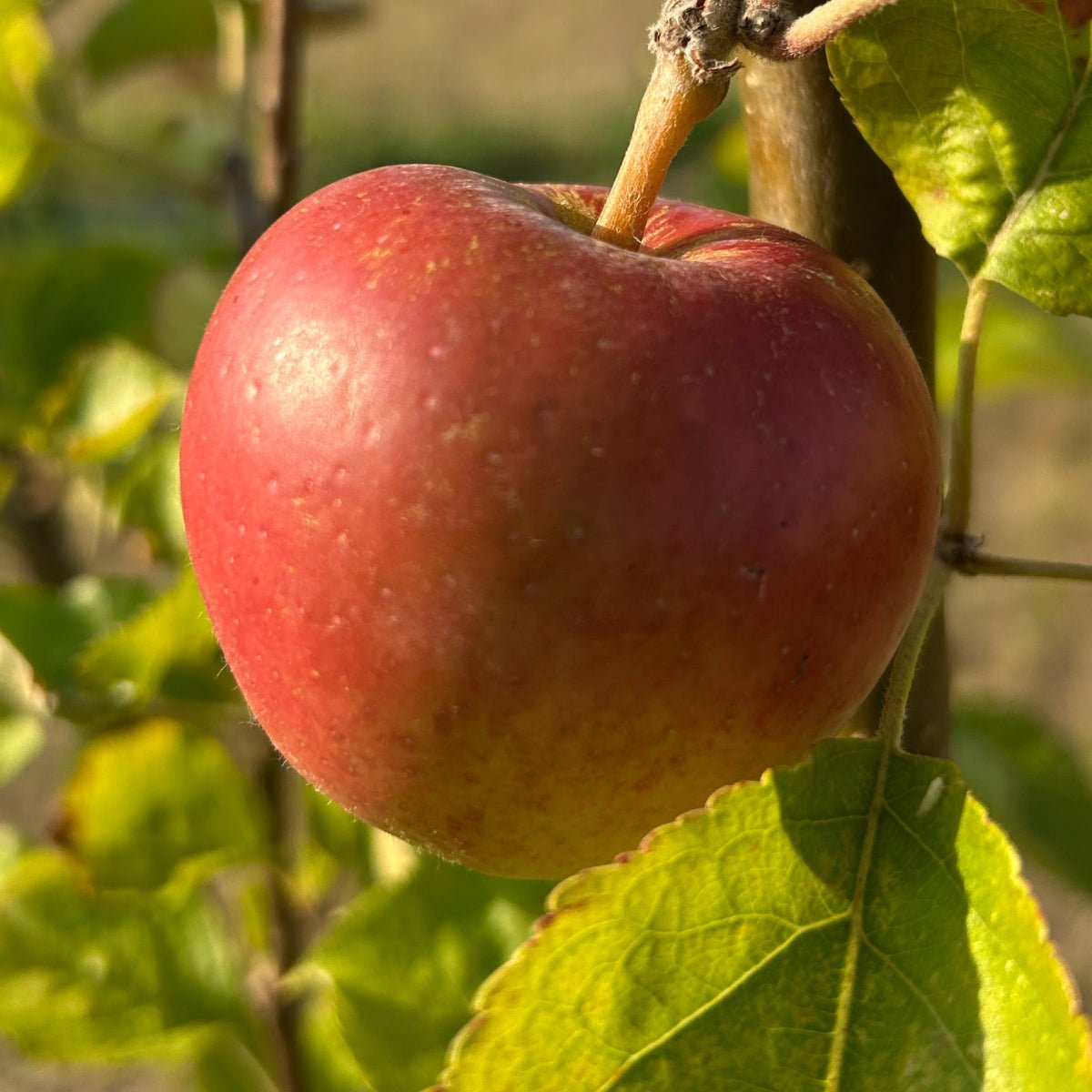 Baldwin Apple Scionwood - Dingdong's Garden