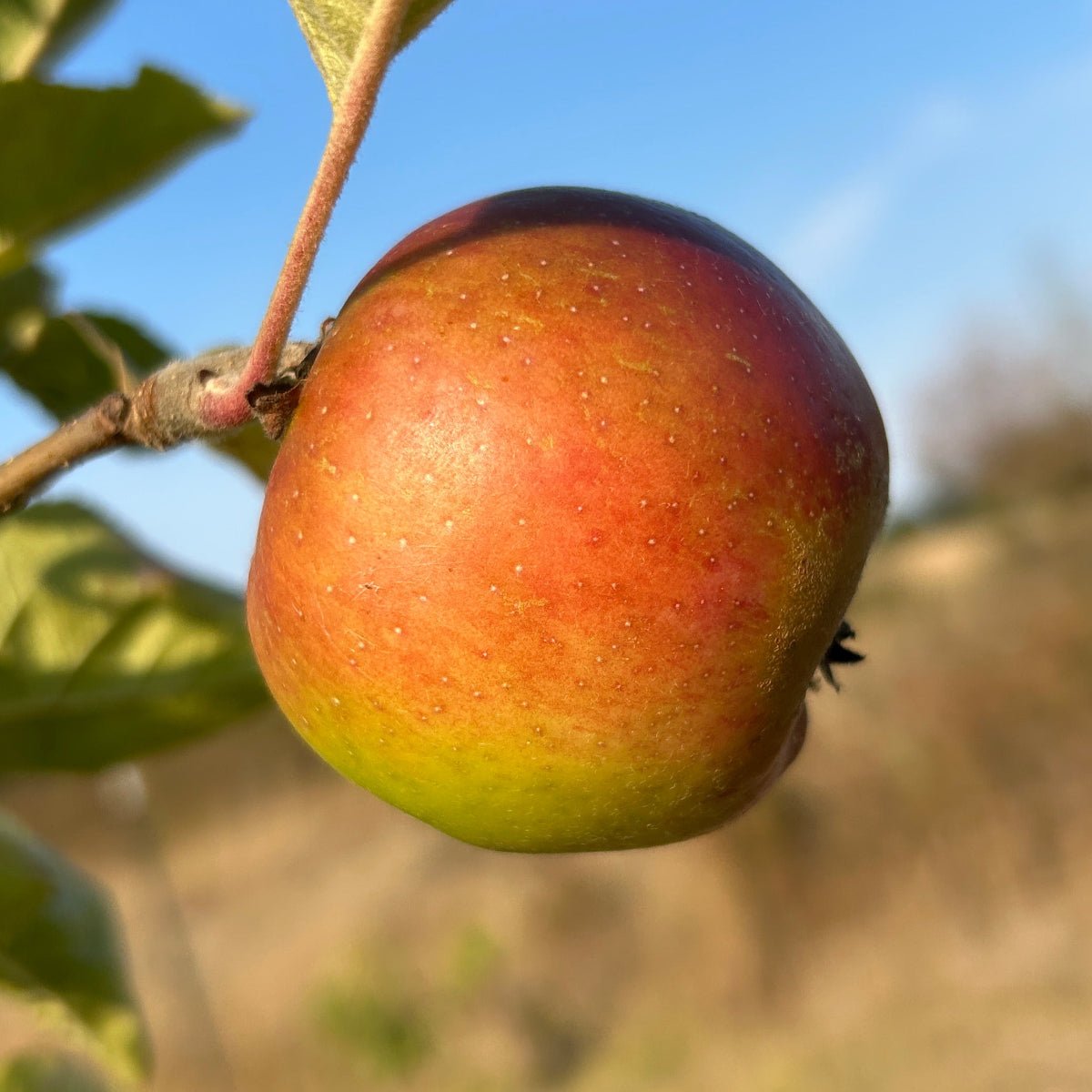 Baldwin Apple Scionwood - Dingdong's Garden