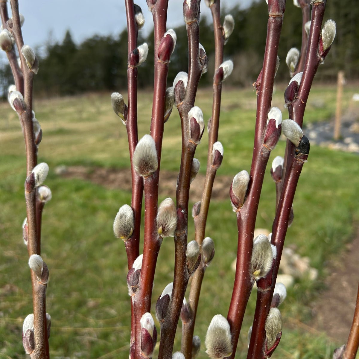 Balfour Willow Cutting - Dingdong's Garden