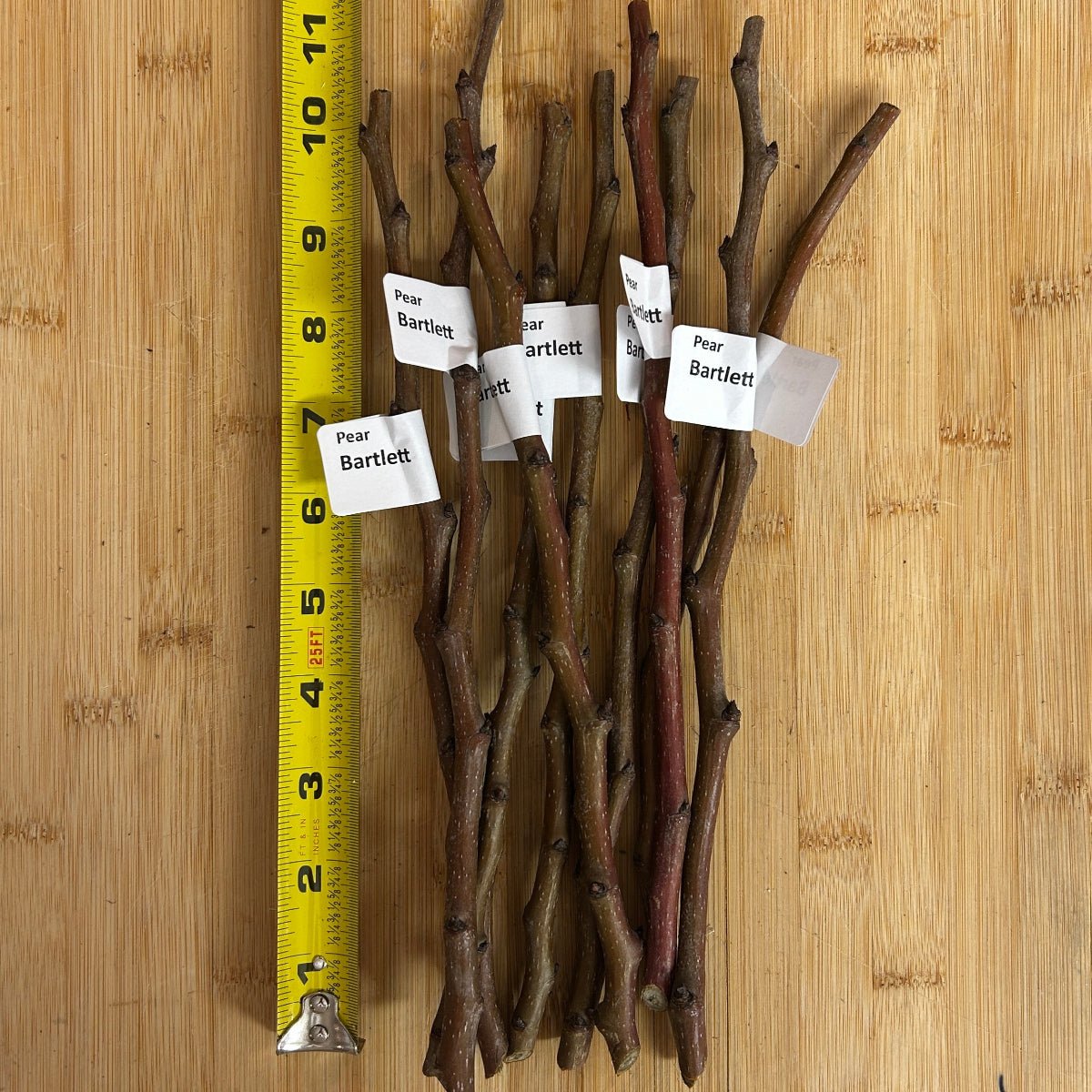 Bartlett Pear Scionwood - Dingdong's Garden