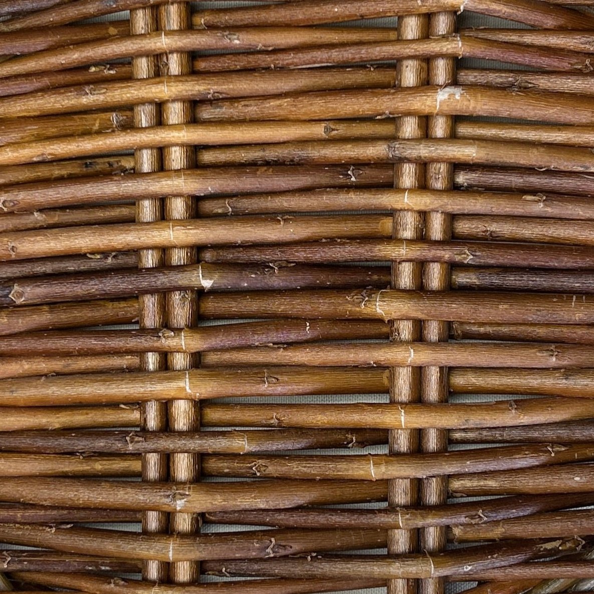 Basfordiana Willow Cutting - Dingdong's Garden