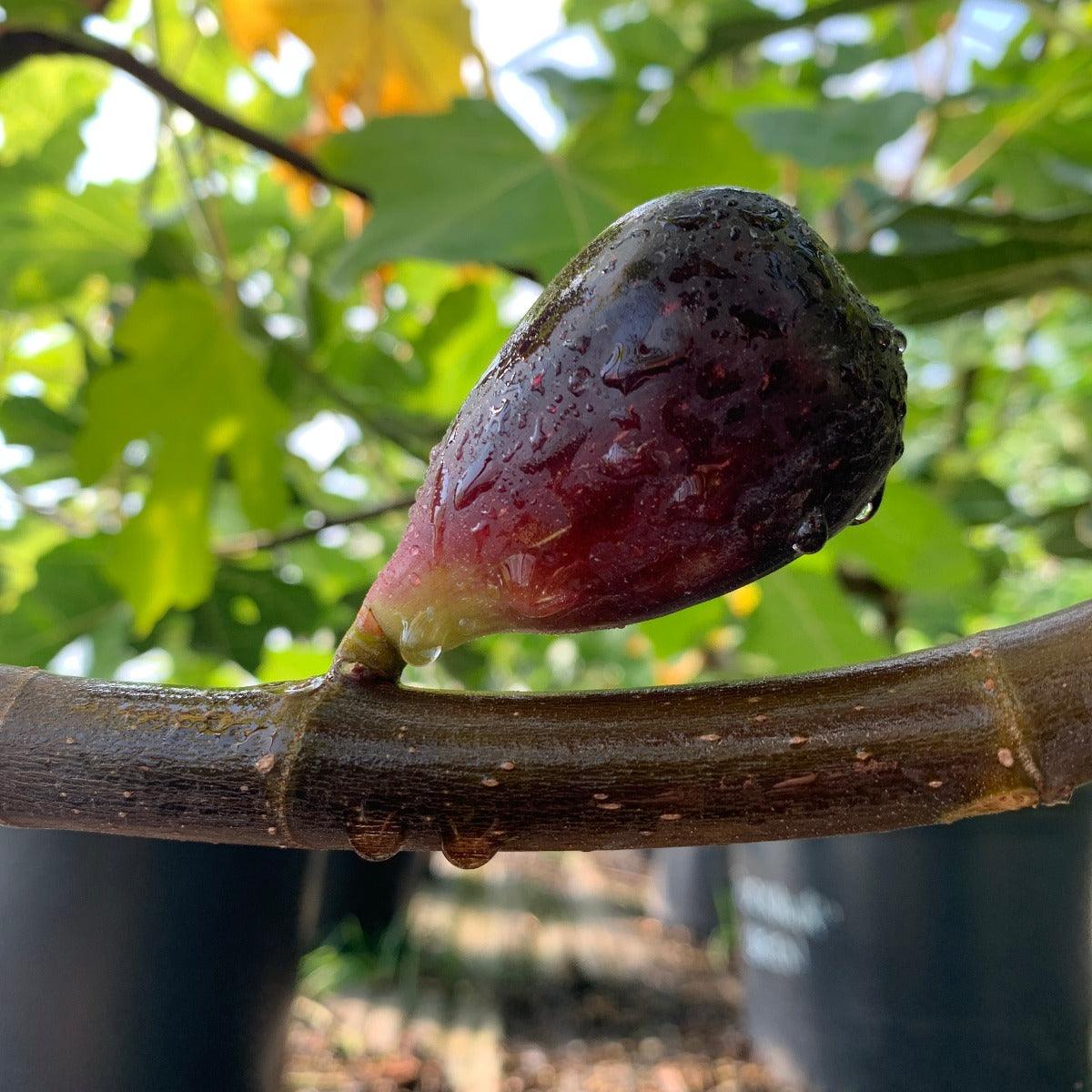 BB10 Fig Cutting - Dingdong's Garden