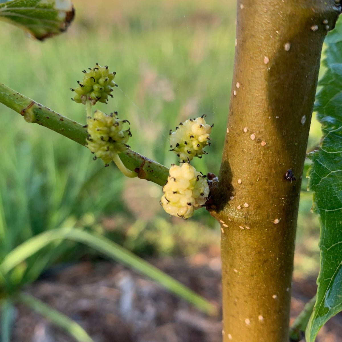 Beautiful Day Mulberry Cutting - Dingdong's Garden