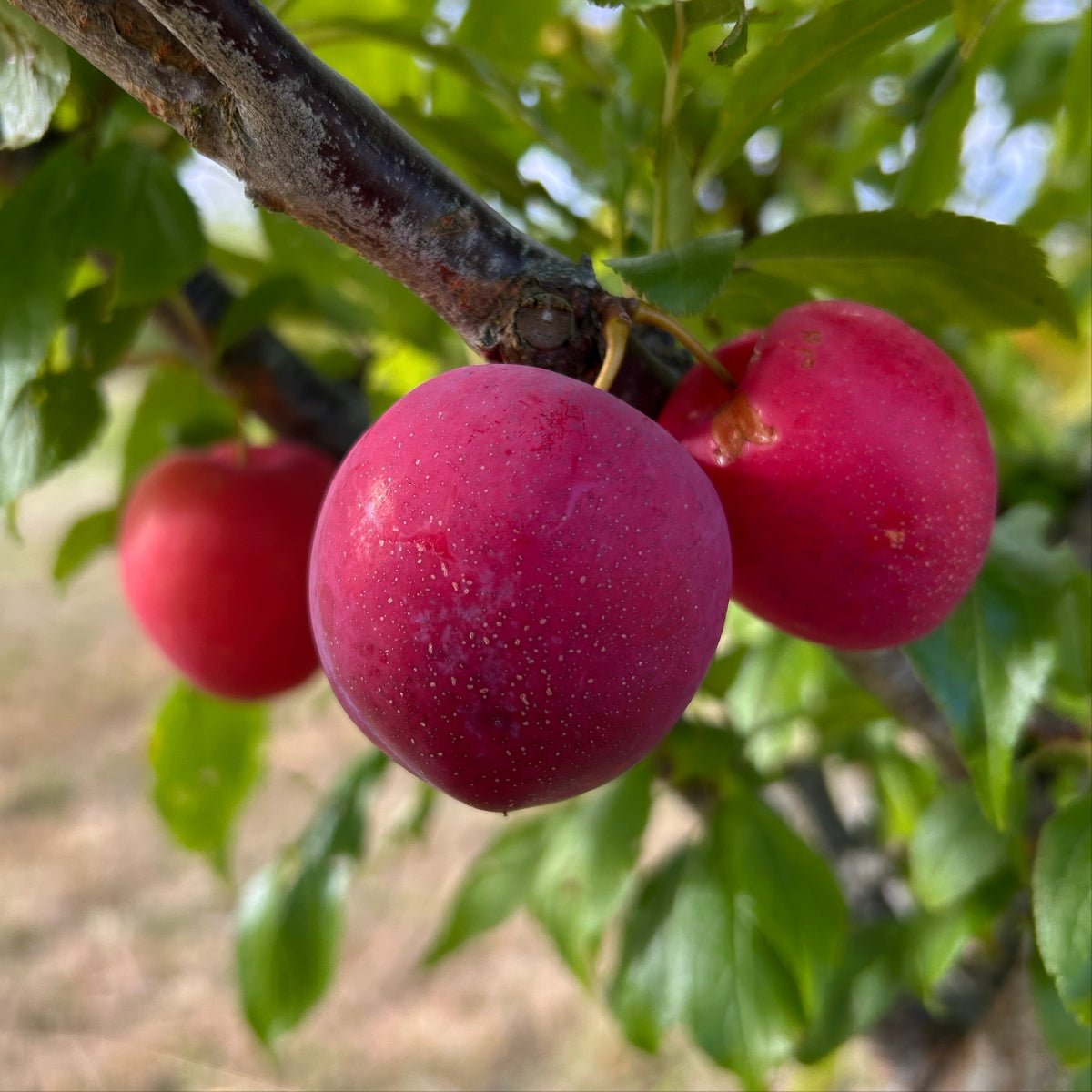 Beauty Plum Scionwood - Dingdong's Garden