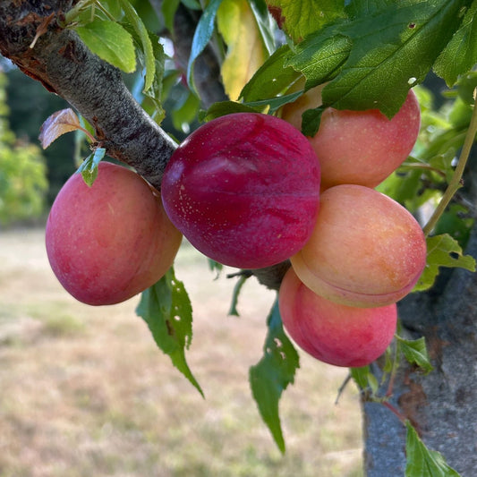 Beauty Plum Scionwood - Dingdong's Garden
