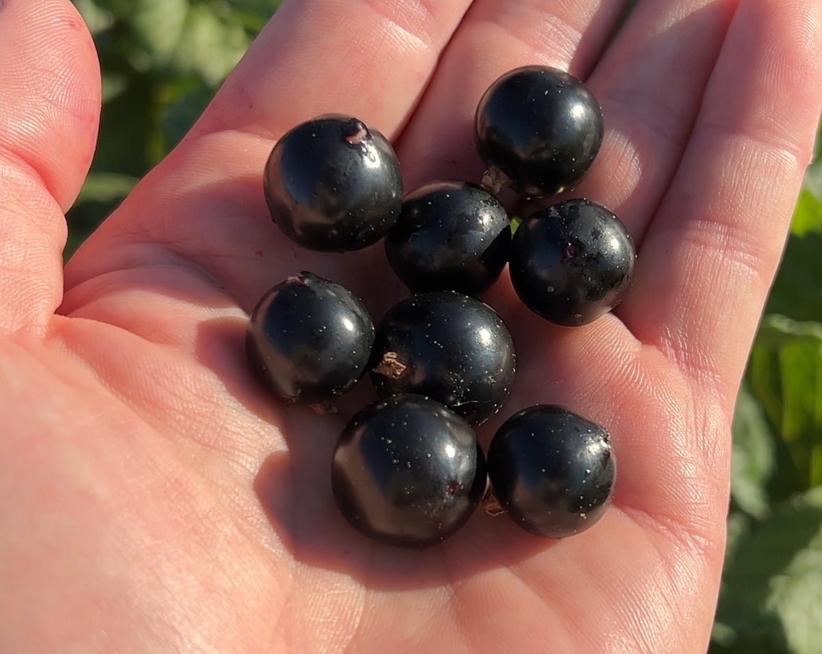Ben Sarek Black Currant Cutting - Dingdong's Garden