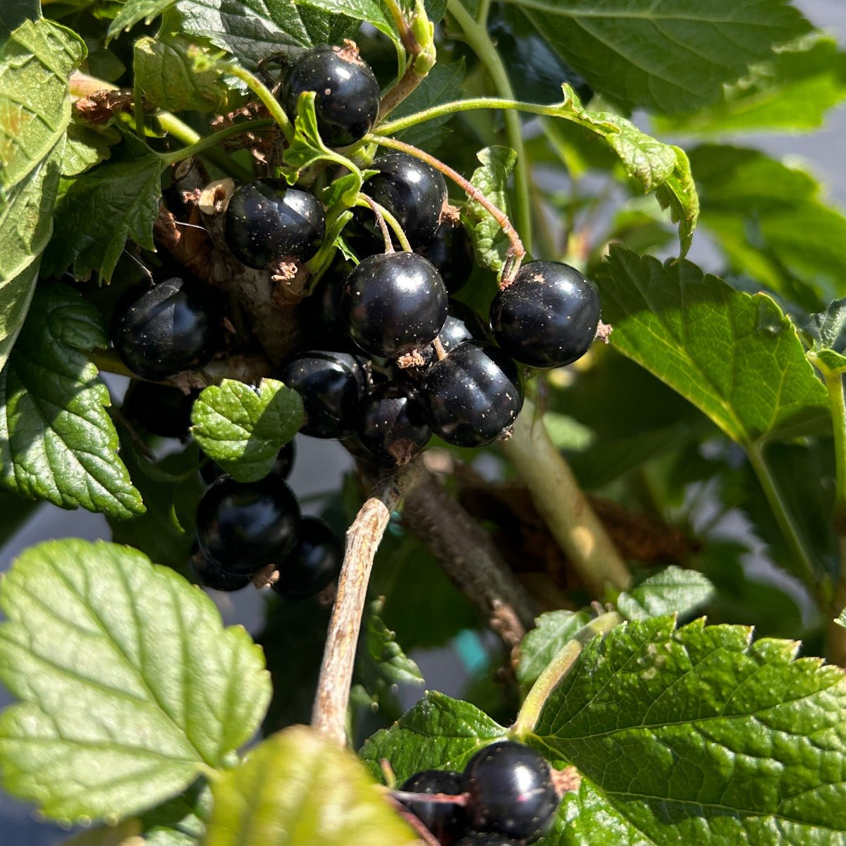 Ben Sarek Black Currant Cutting - Dingdong's Garden