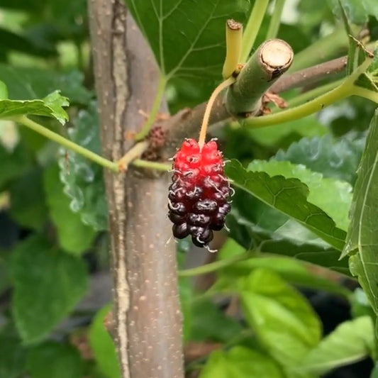 Big Red Mulberry Cutting - Dingdong's Garden