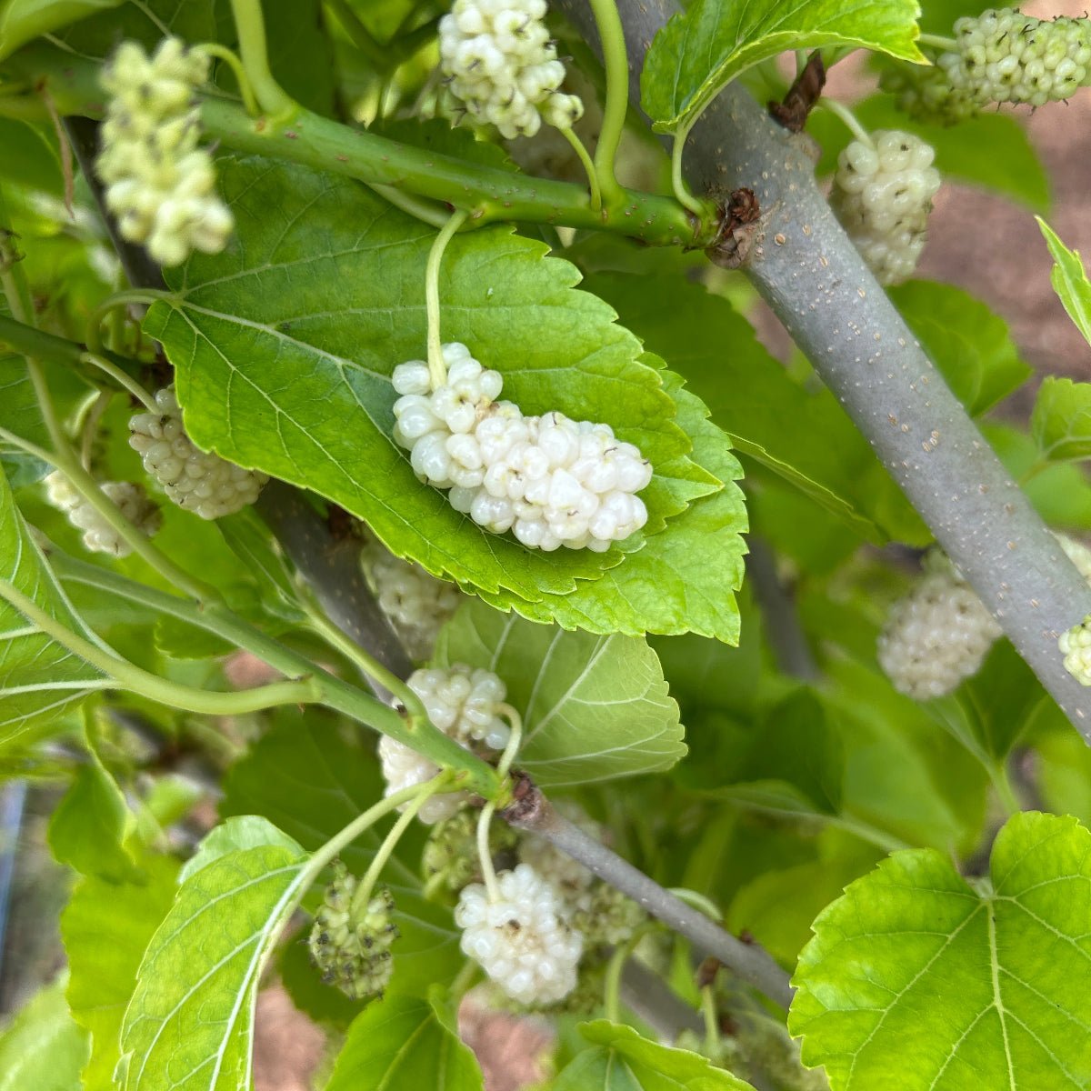 Big White Mulberry Cutting - Dingdong's Garden