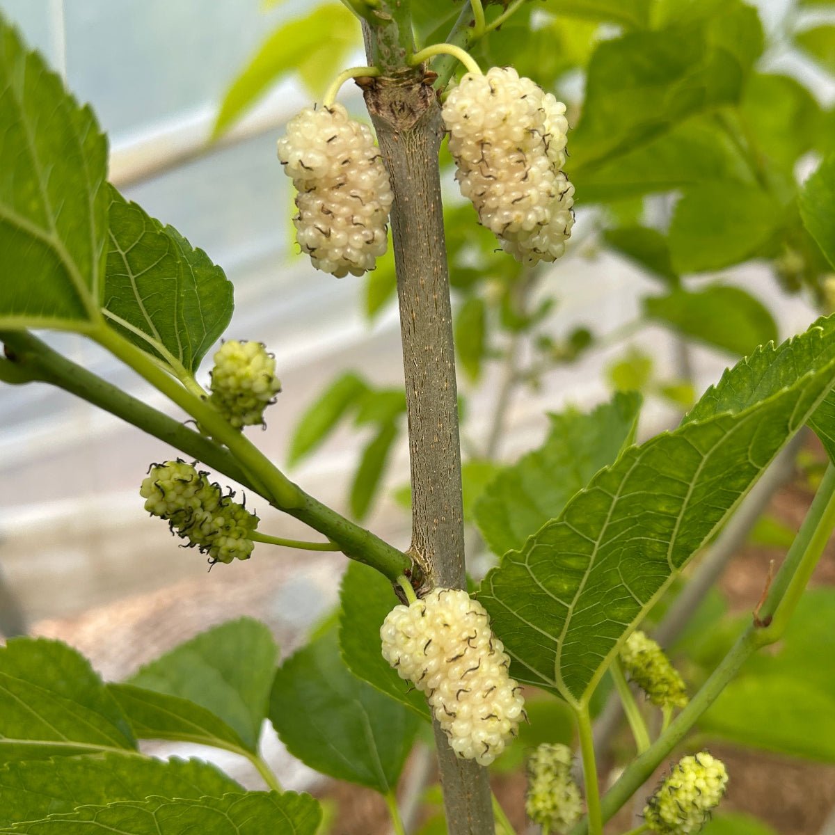 Big White Mulberry Cutting - Dingdong's Garden