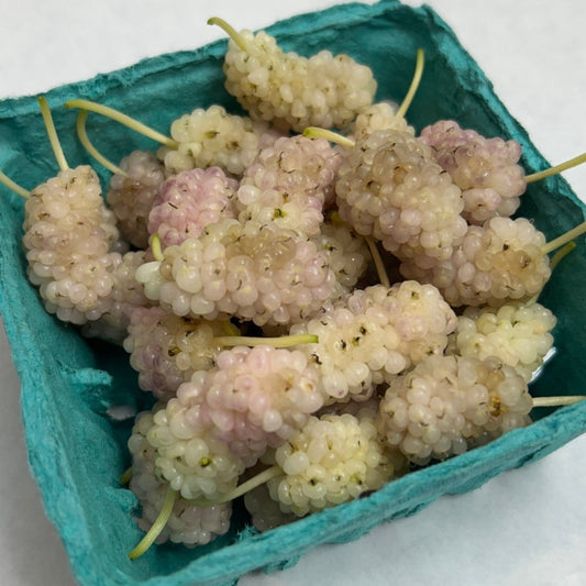 Big White Mulberry Cutting - Dingdong's Garden