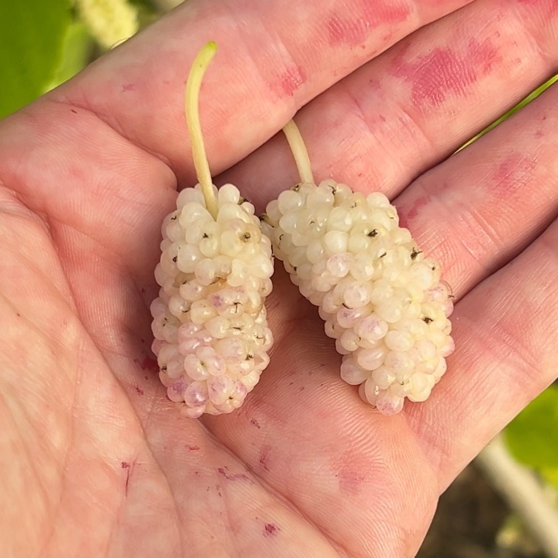 Big White Mulberry Cutting - Dingdong's Garden