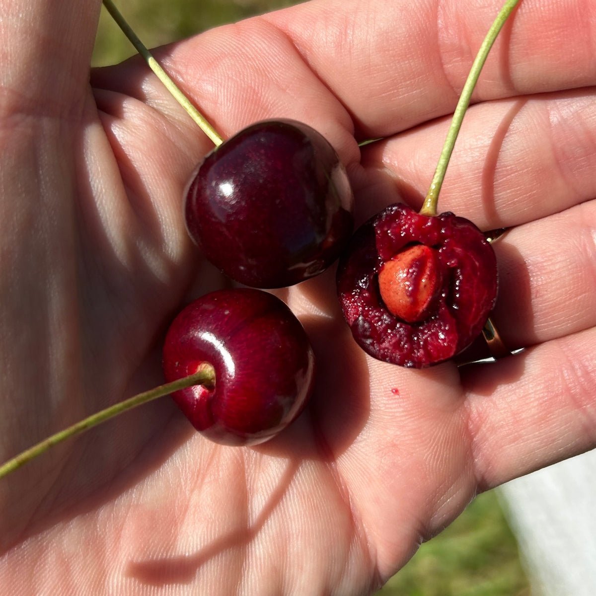 Bing Cherry Scionwood - Dingdong's Garden