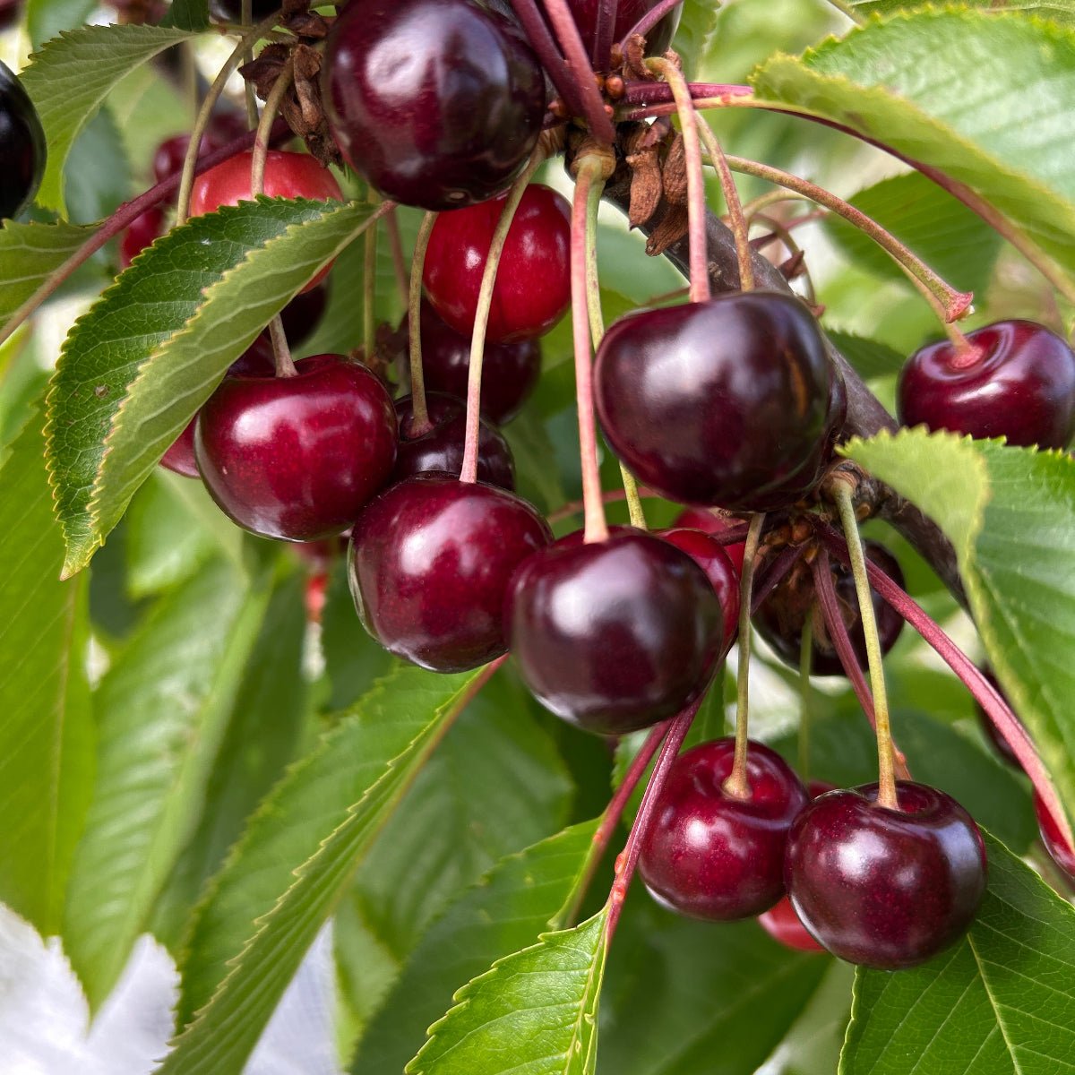 Bing Cherry Scionwood - Dingdong's Garden