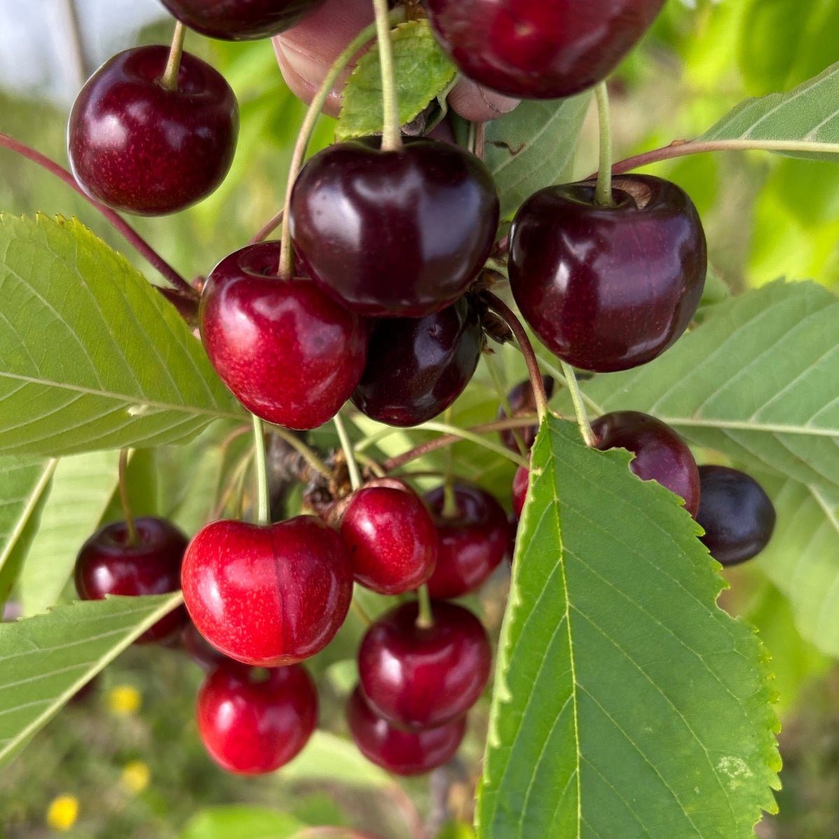 Black Gold Cherry Scionwood - Dingdong's Garden