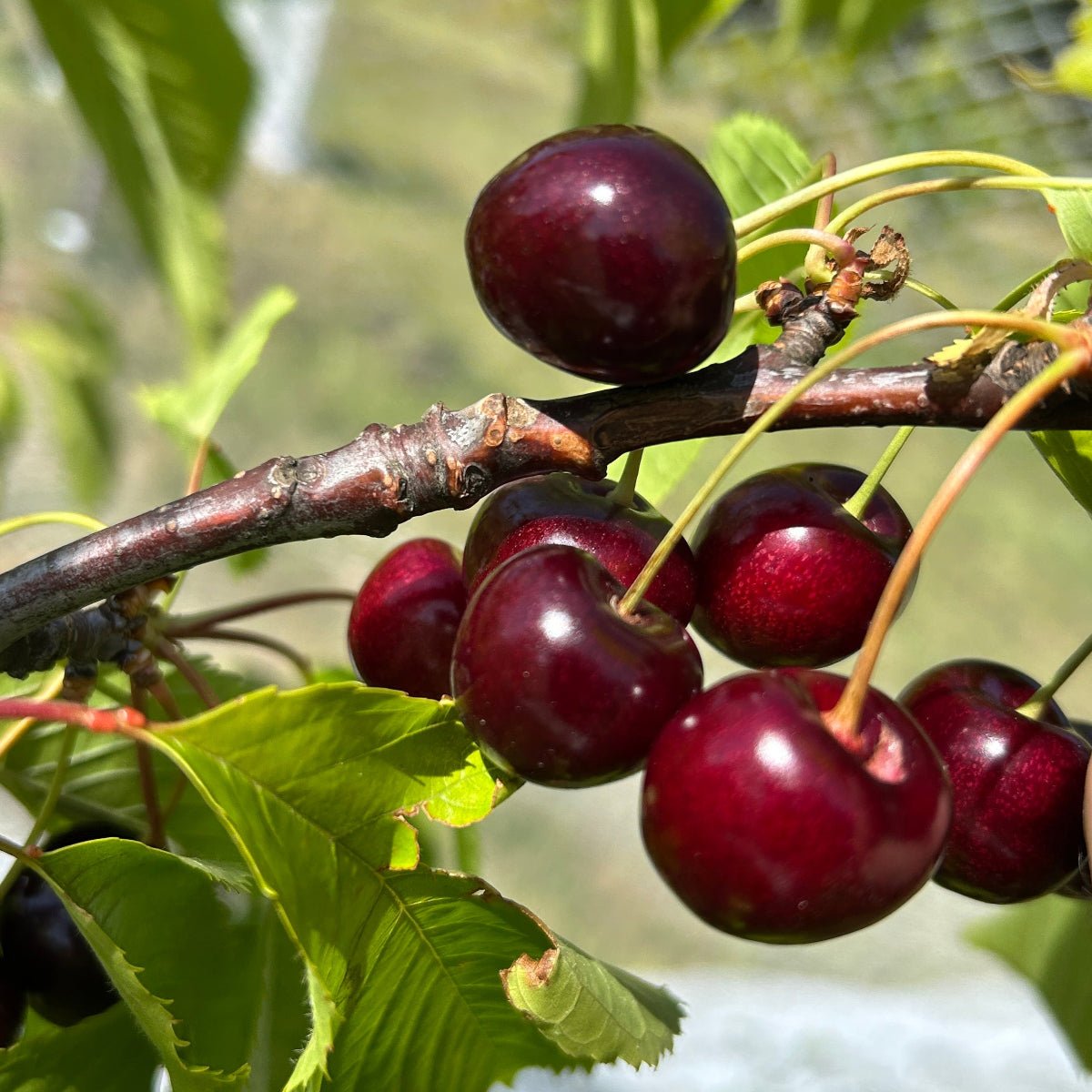 Black Gold Cherry Scionwood - Dingdong's Garden