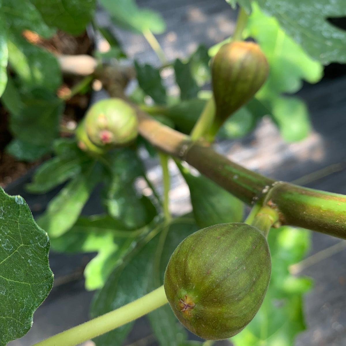 Black Jack Fig Cutting - Dingdong's Garden