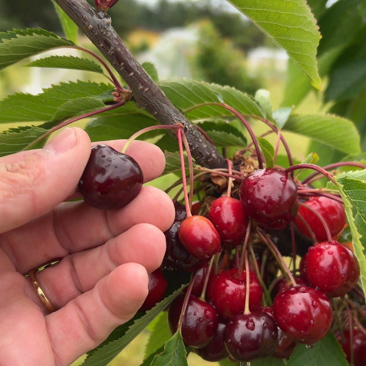 Black Pearl Cherry Scionwood - Dingdong's Garden