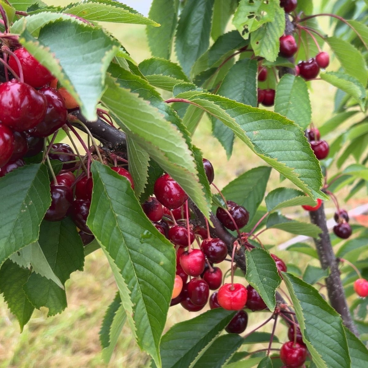 Black Pearl Cherry Scionwood - Dingdong's Garden