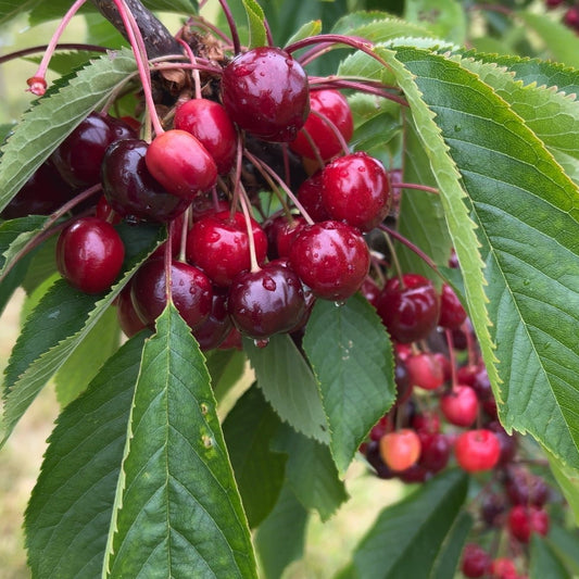 Black Pearl Cherry Scionwood - Dingdong's Garden