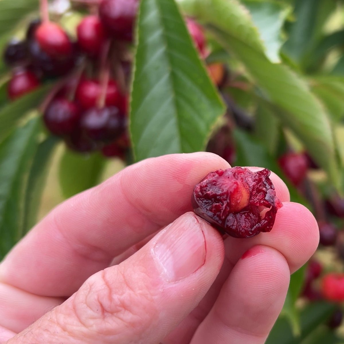 Black Pearl Cherry Scionwood - Dingdong's Garden