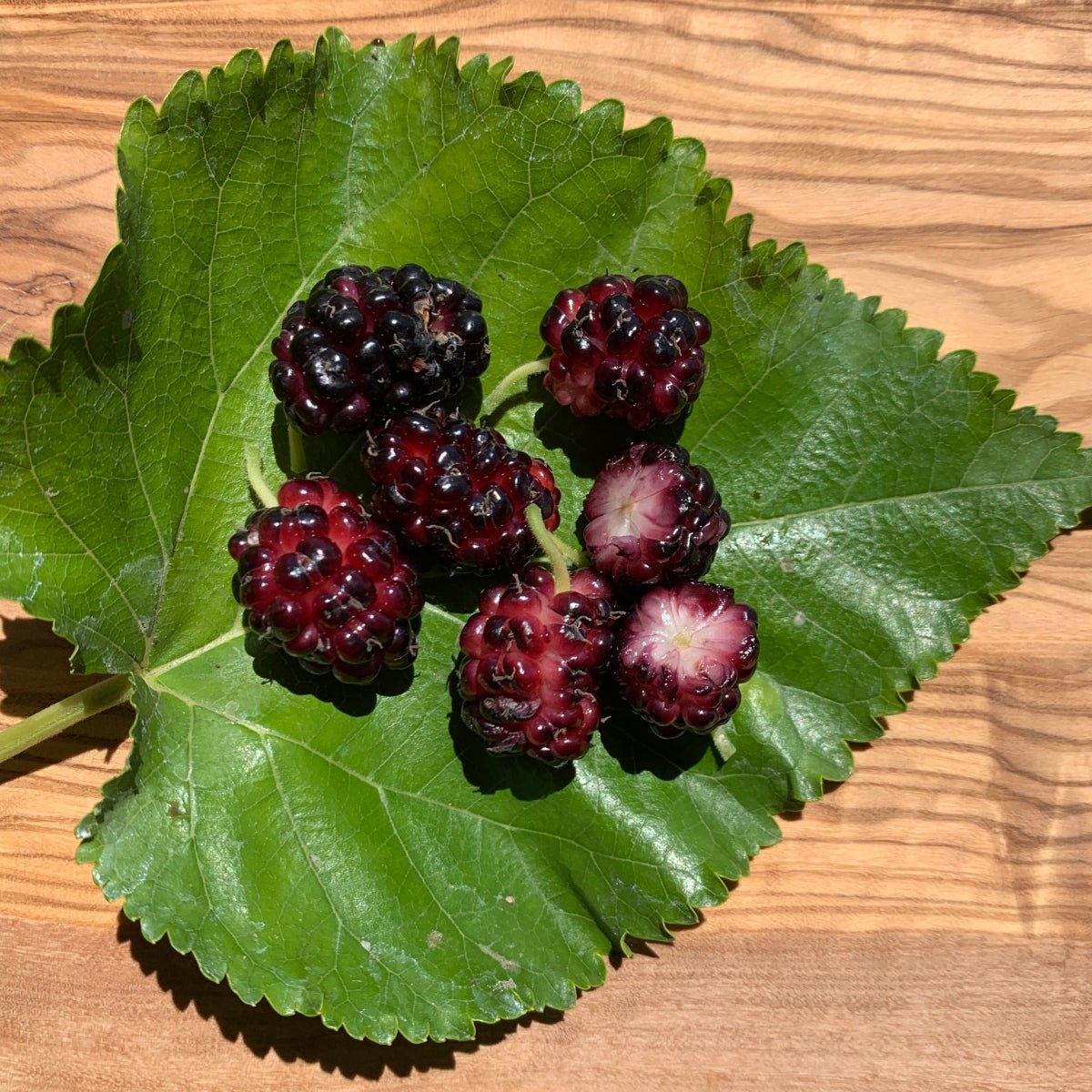 Black Prince Mulberry Cutting - Dingdong's Garden