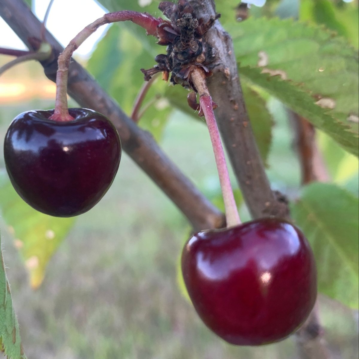Black Republican Cherry Scionwood - Dingdong's Garden