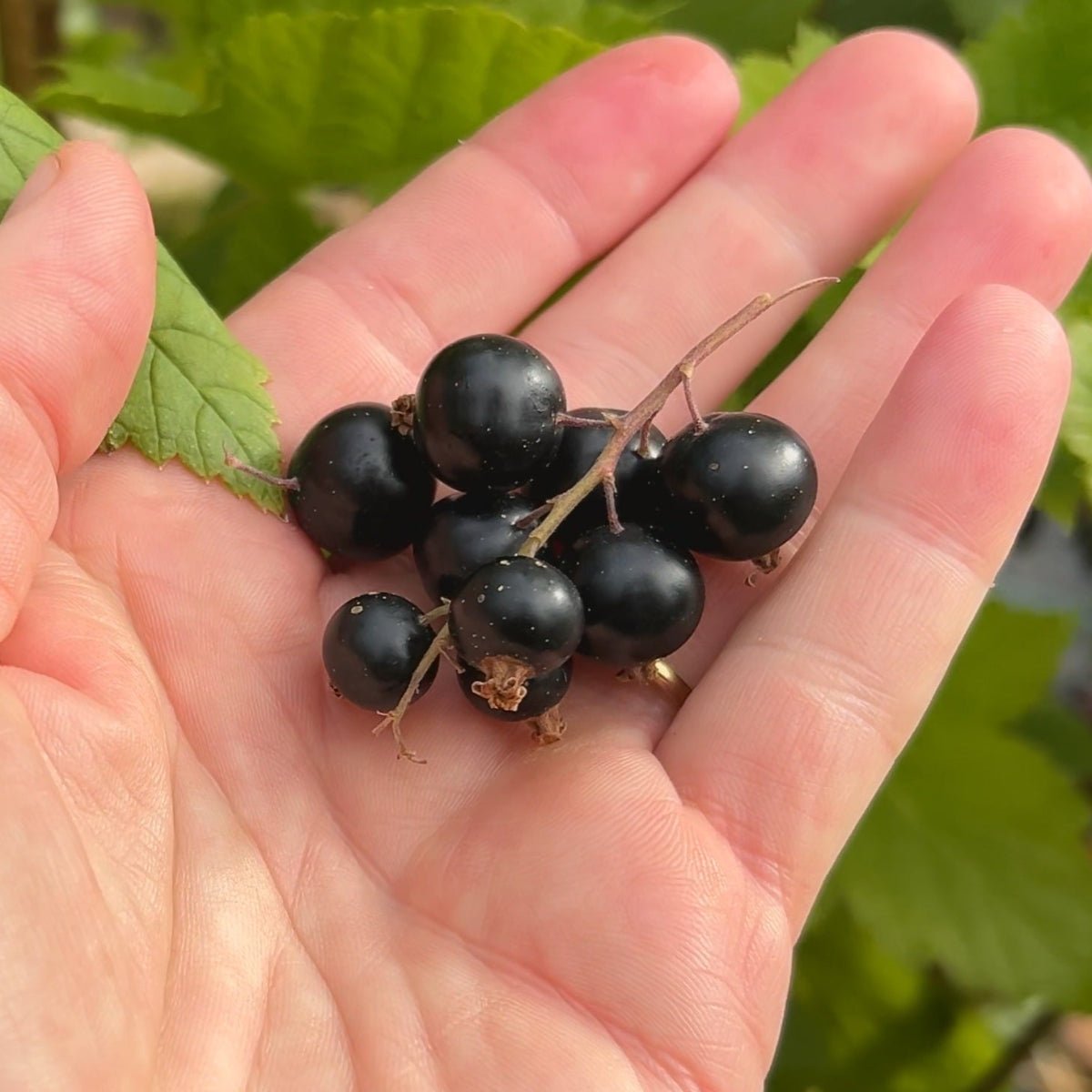 Black September Black Currant Cutting - Dingdong's Garden