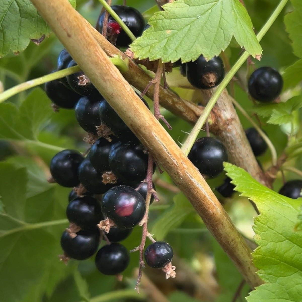 Black September Black Currant Cutting - Dingdong's Garden