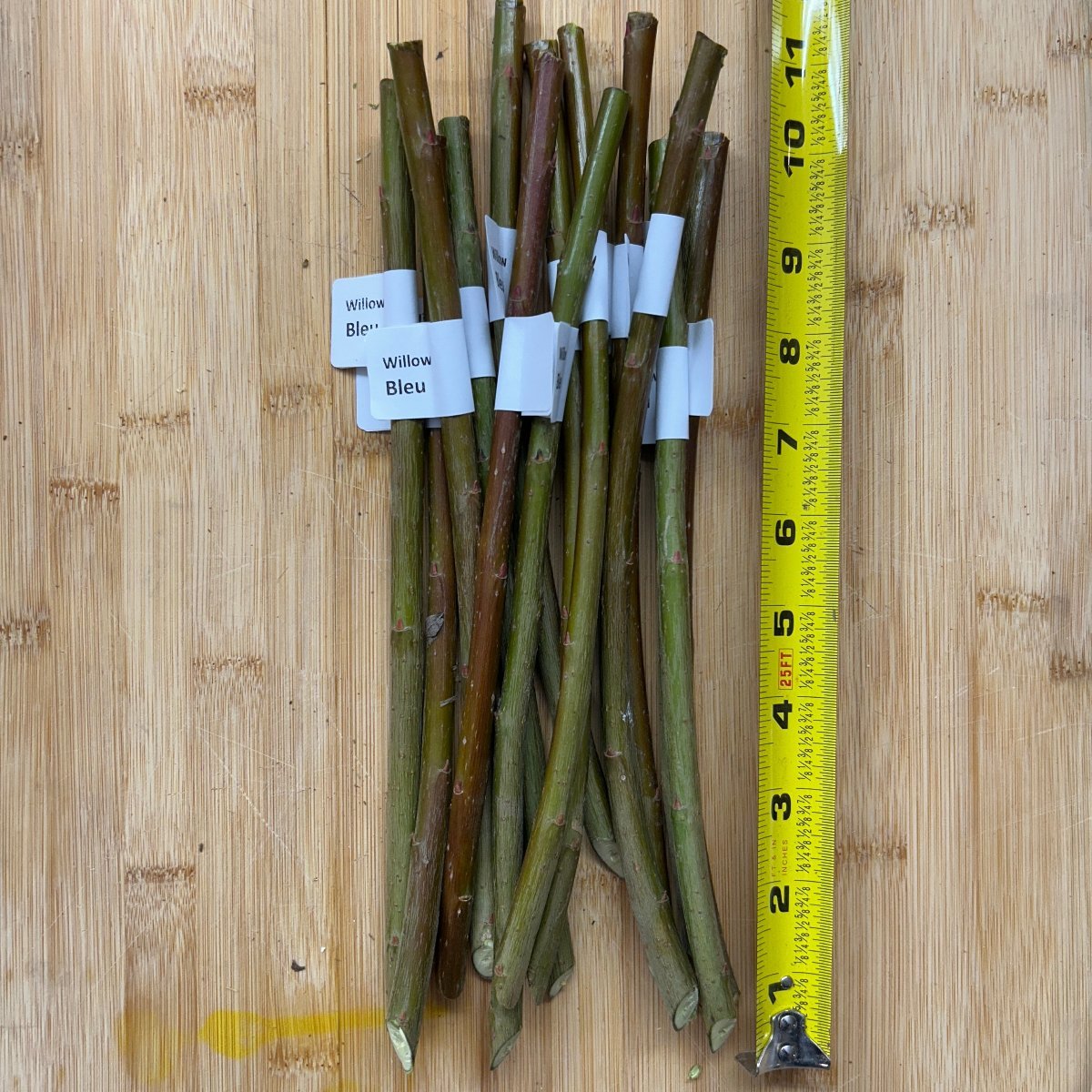 Bleu Willow Cutting - Dingdong's Garden