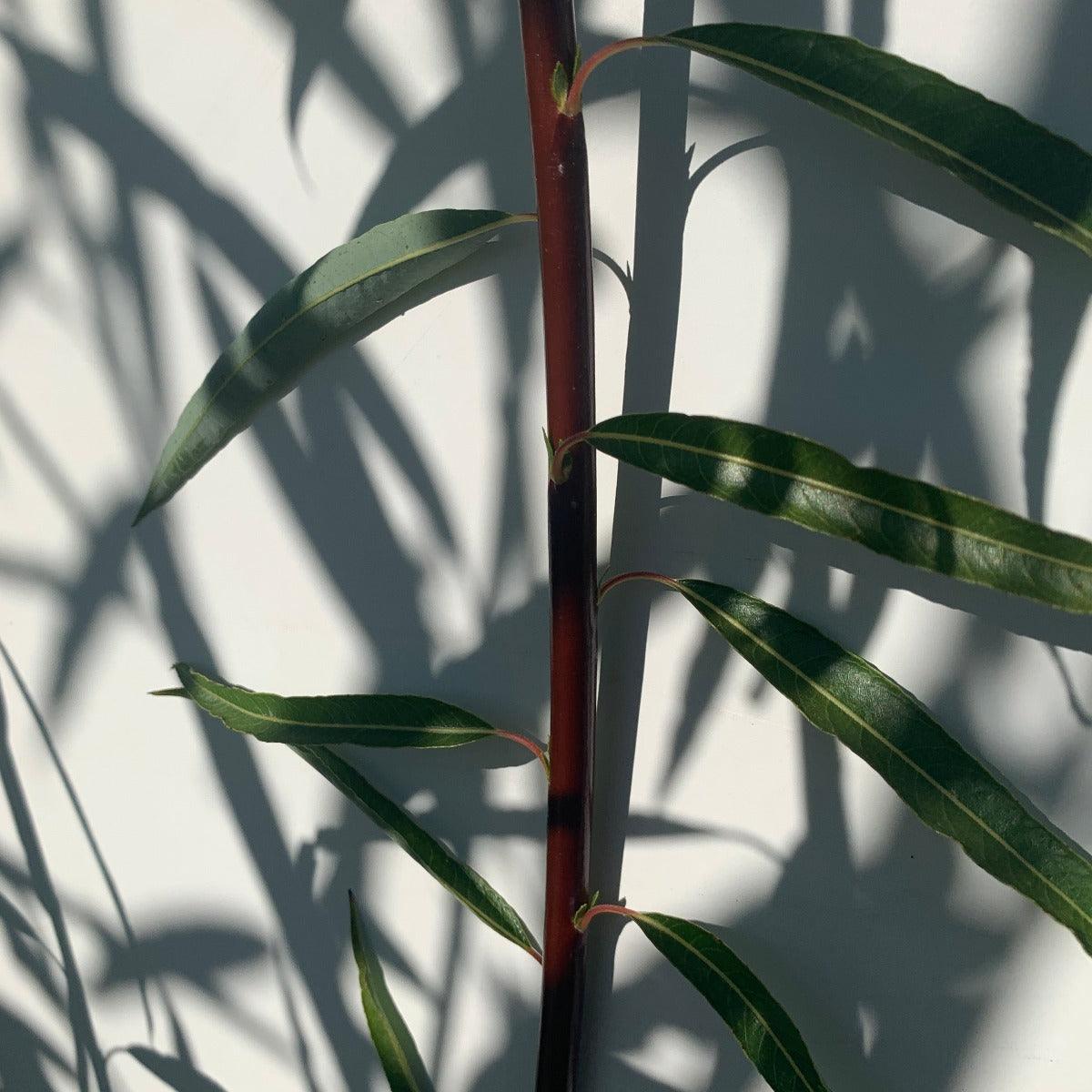 Blue Streak Willow Cutting - Dingdong's Garden