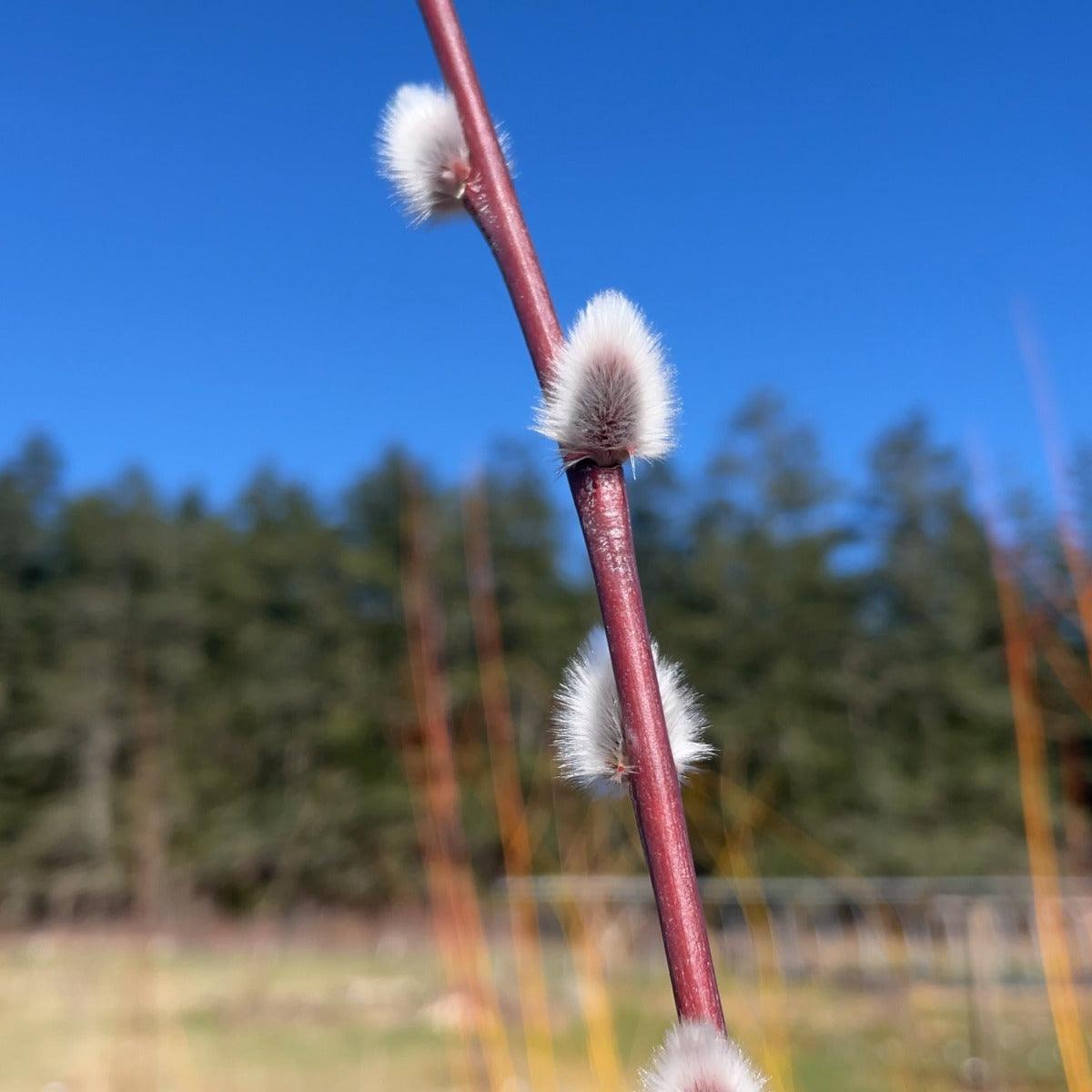 Blue Streak Willow Cutting - Dingdong's Garden