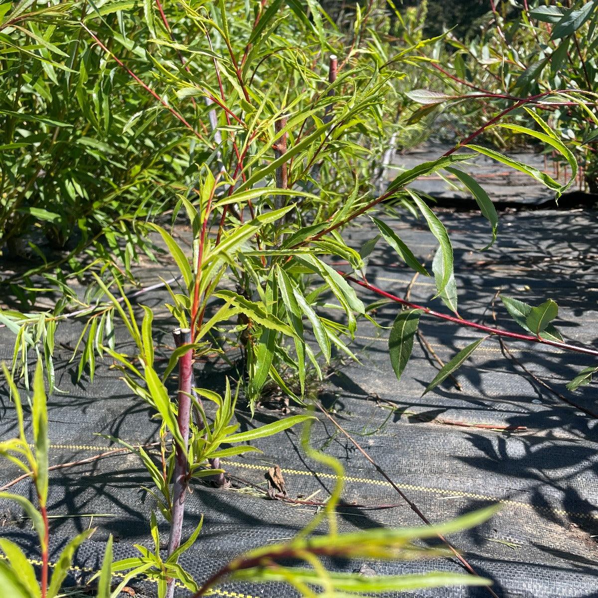 Blue Streak Willow Cutting - Dingdong's Garden