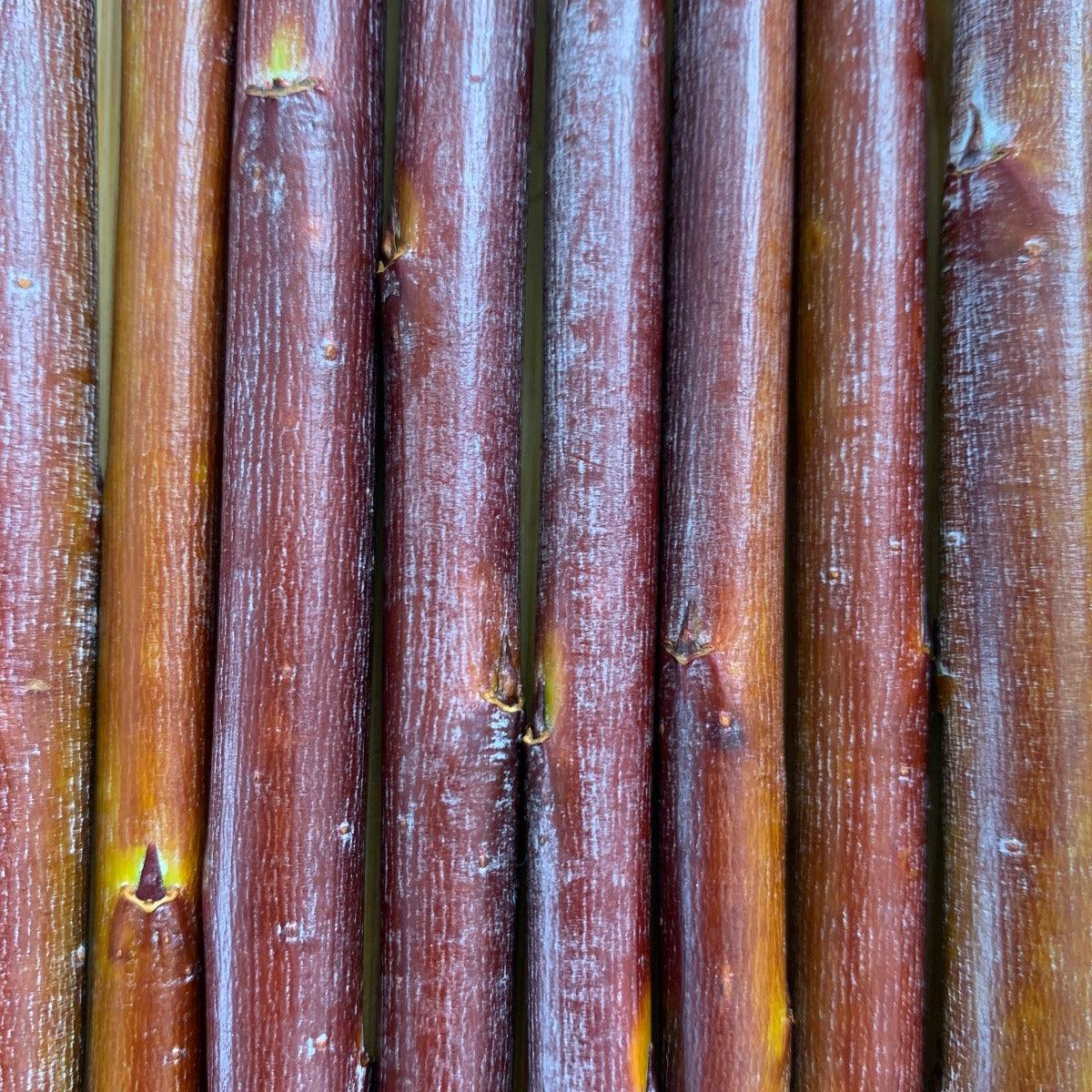 Blue Streak Willow Cutting - Dingdong's Garden