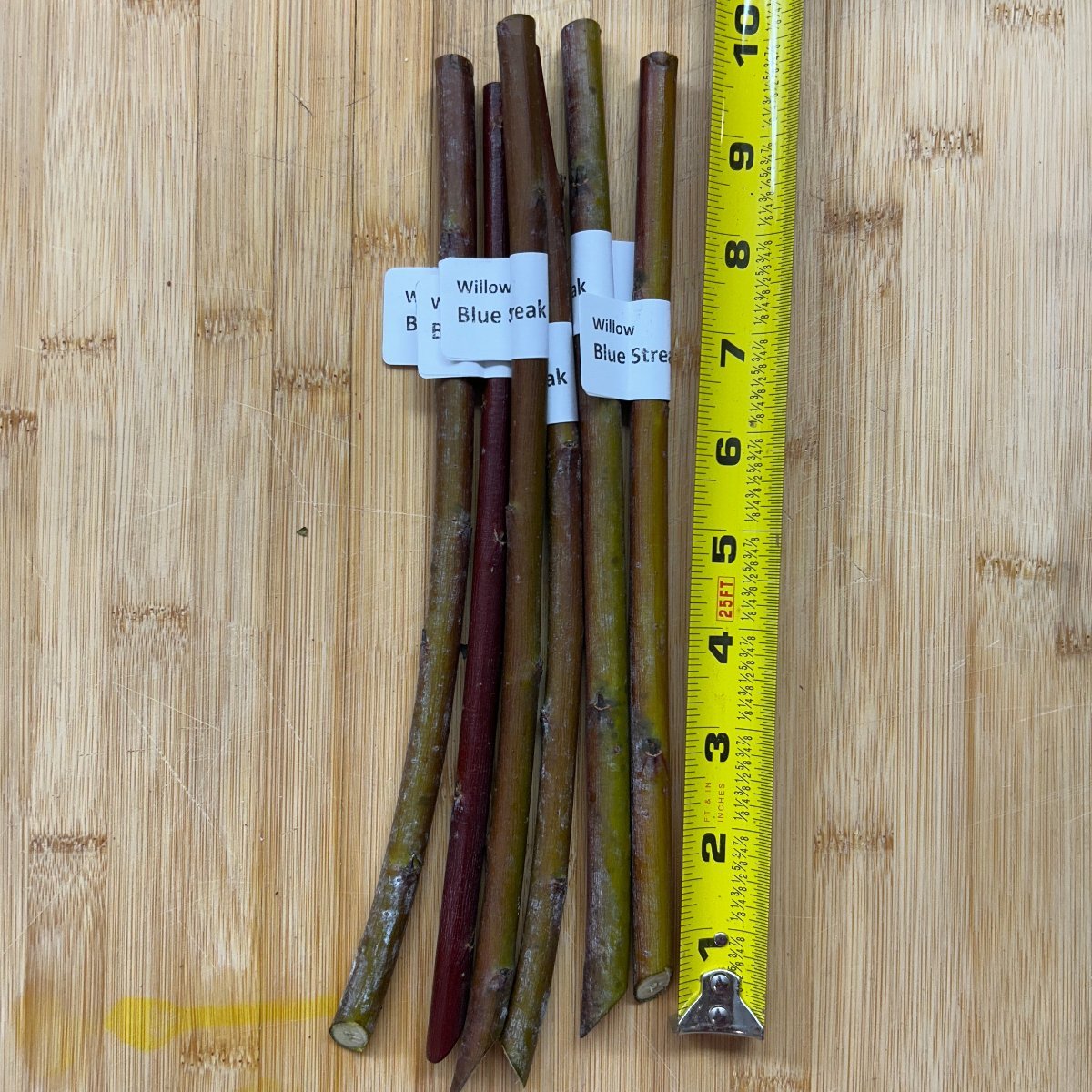 Blue Streak Willow Cutting - Dingdong's Garden