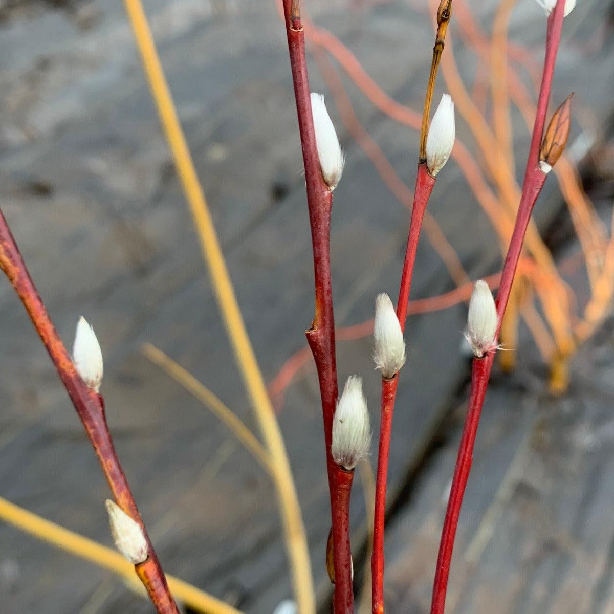 Blue Streak Willow Cutting - Dingdong's Garden