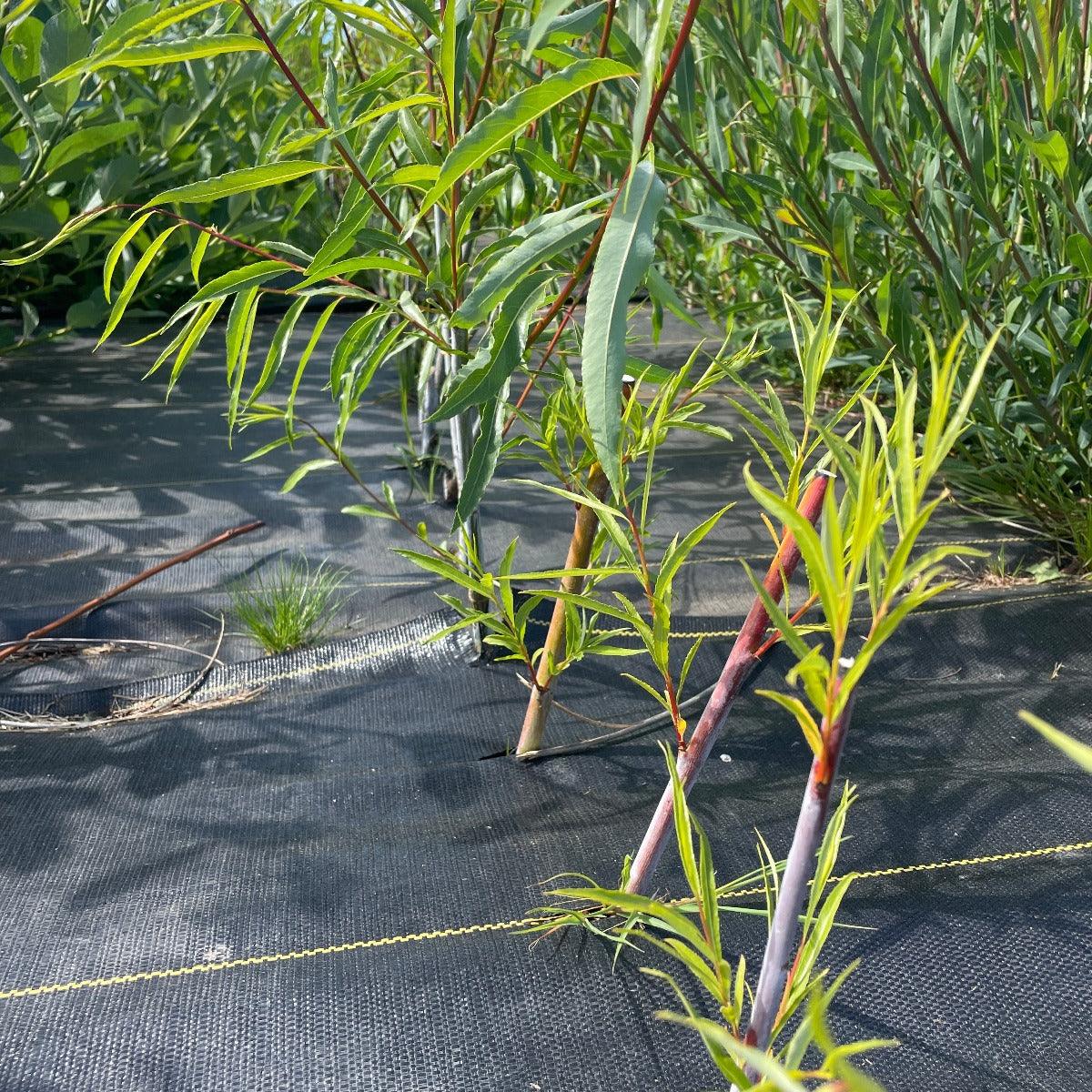 Blue Streak Willow Cutting - Dingdong's Garden