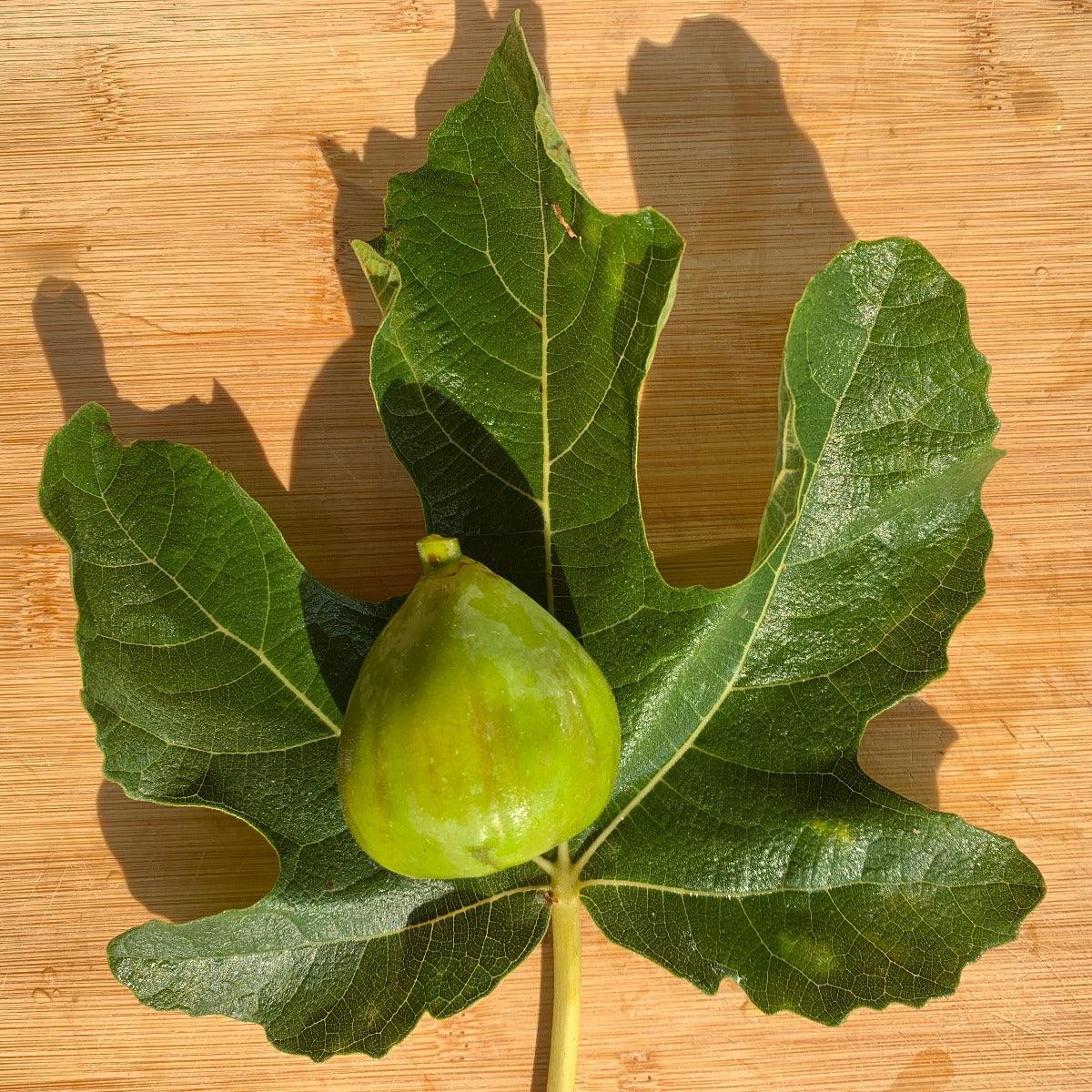 Bourjasotte Grise Fig Cutting - Dingdong's Garden