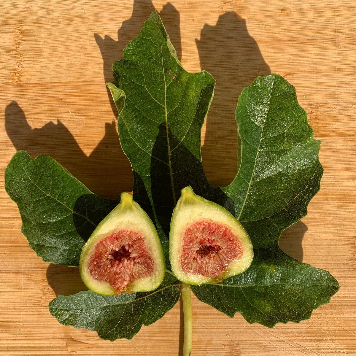 Bourjasotte Grise Fig Cutting - Dingdong's Garden