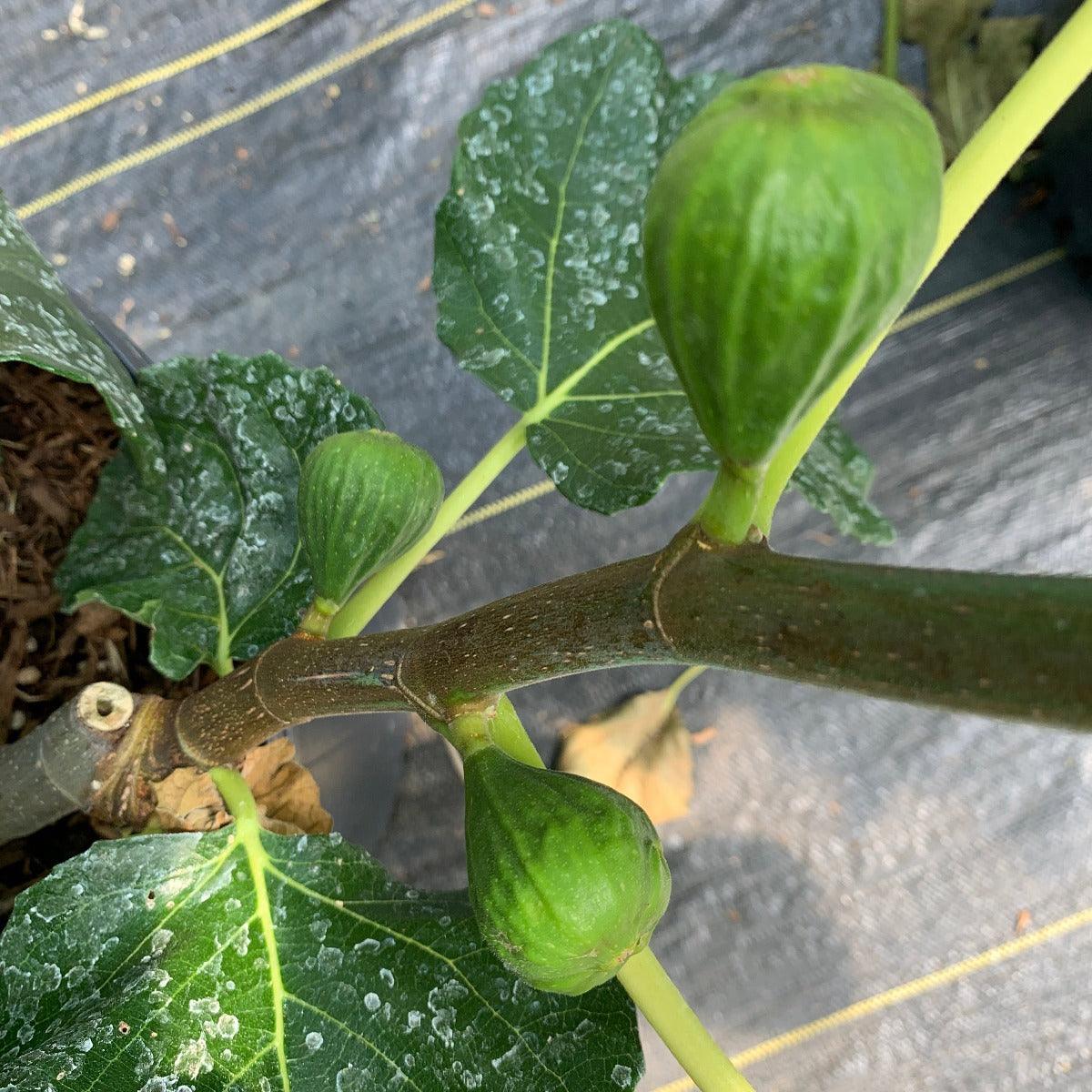 Bourjasotte Grise Fig Cutting - Dingdong's Garden
