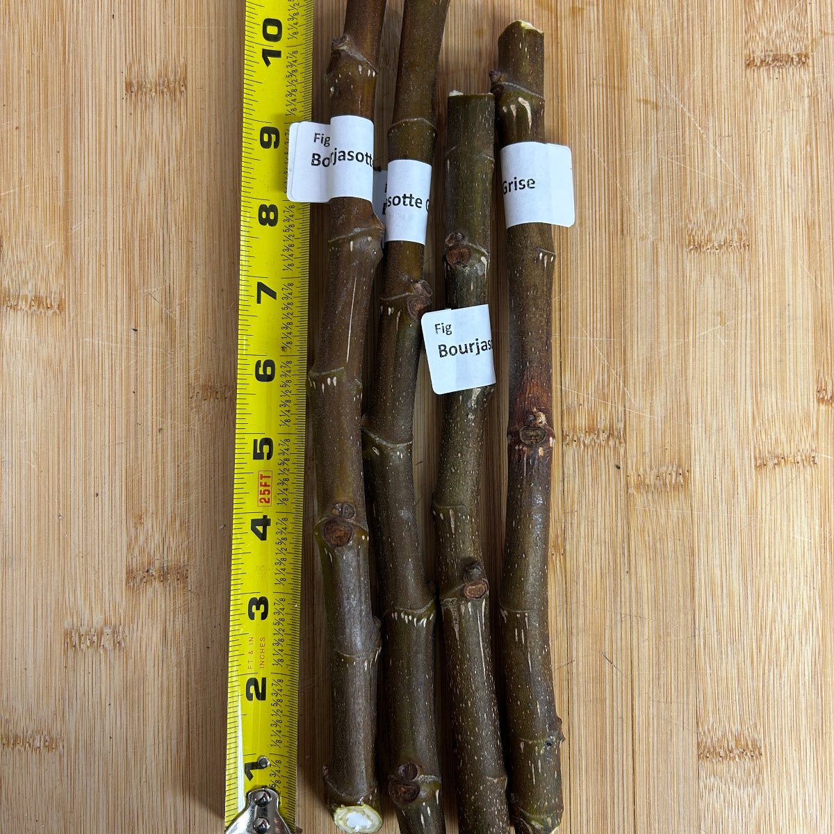 Bourjasotte Grise Fig Cutting - Dingdong's Garden