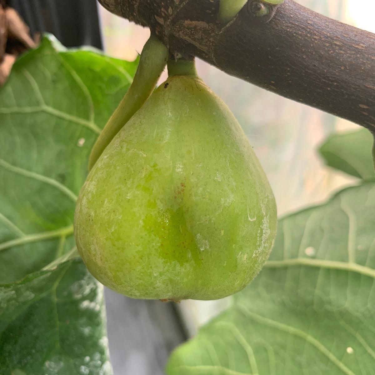Bourjasotte Grise Fig Cutting - Dingdong's Garden